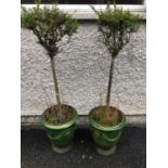 Pair of French glazed urns, complete with foliage W 44cm H 50cm