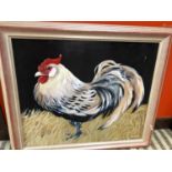 Oil on canvas P Knuttle "Cockerel"W 60cms H 49cms