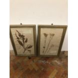 Set of 5 prints of botanical interest W 30cm H 48cm