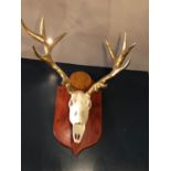 Spectacular mounted antlers with gilded embellishment
