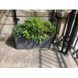 Stone Planter complete with foliage W 95cm H 32cm D 23cm (Not at Venue)