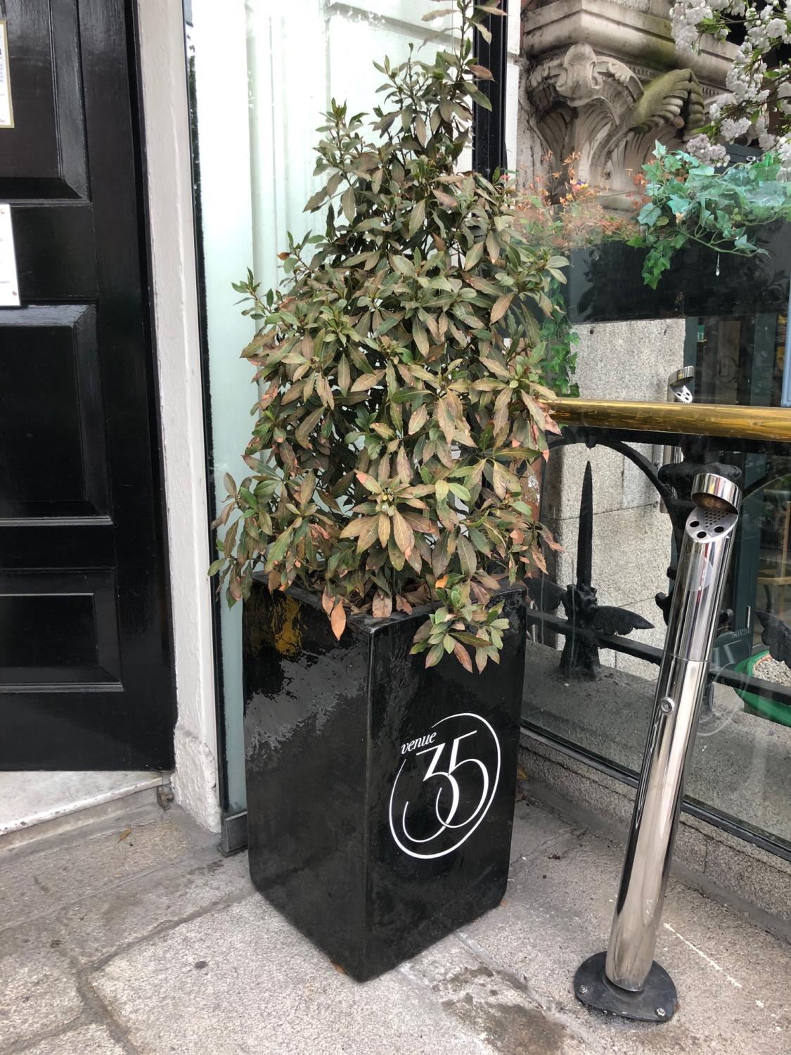 Pair of glazed planters completed with foliage W 38cm H 170cm