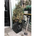 Pair of glazed planters completed with foliage W 38cm H 170cm