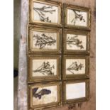 Set of 9 gilt frames some containing dried flowers W 18 H 23