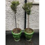 Pair of French glazed urns, complete with foliage W 44cm H 50cm