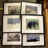 SERIES OF SIX WILDLIFE PHOTOGRAPHS F/G INCLUDING PENGUINS, POLAR BEARS, ETC.