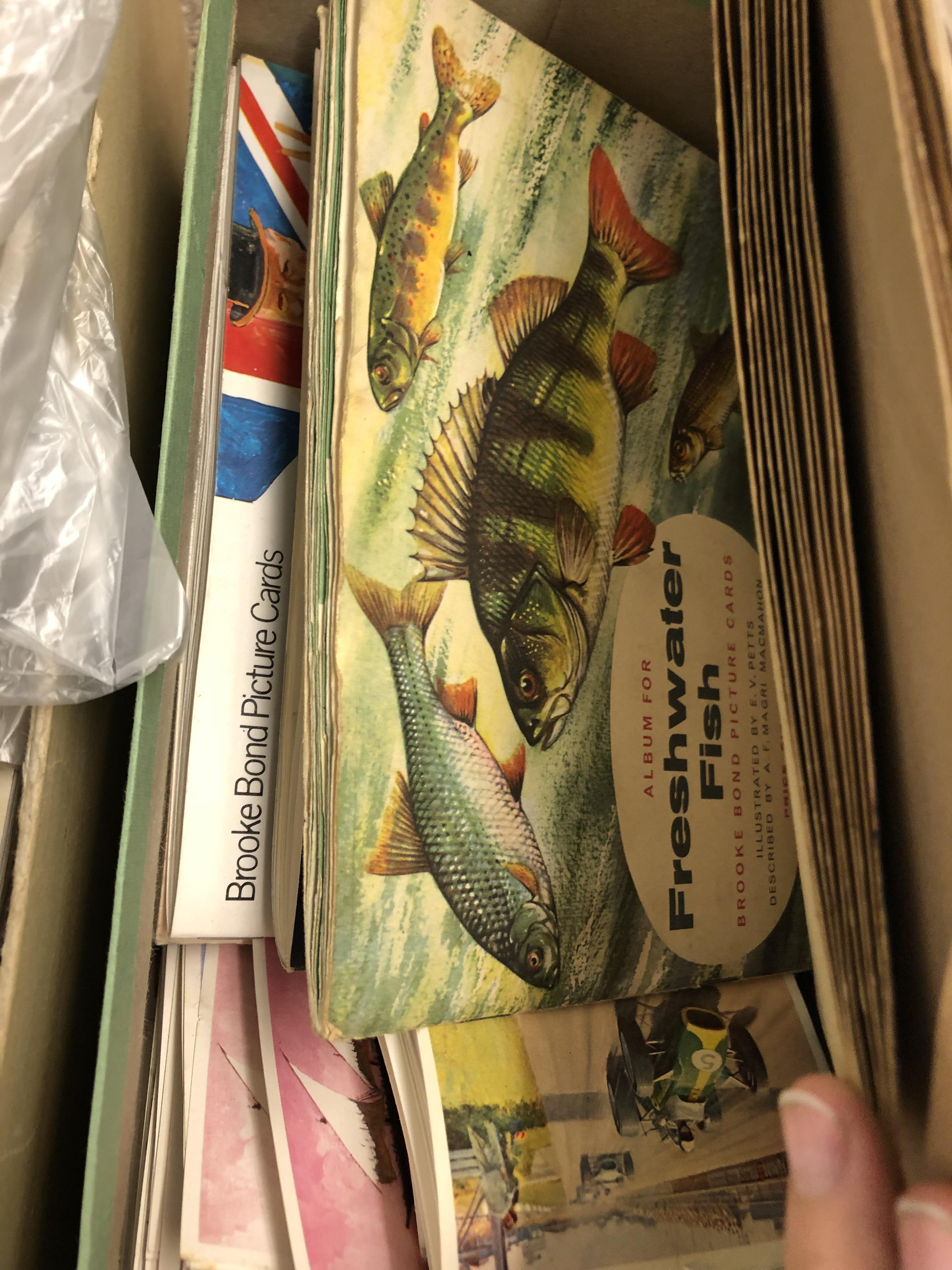 SHOEBOX OF MISCELLANEOUS TEA CARDS AND ALBUMS AND A BOX OF BAGS OF LOOSE TEA CARDS - Image 4 of 5