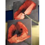 TRYPTIC OF POPPY STUDIES PRINTED ON CANVAS
