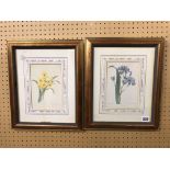 TWO BOTANICAL BOOK PLATE PRINTS FRAMED AND GLAZED