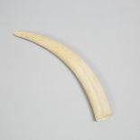 Walrus Tusk, early-mid 20th century, length 18 in — 45.7 cm
