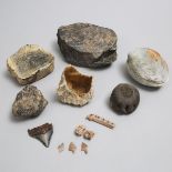 Collection of Fossils, largest fossil 8 x 4 x 3 in — 20.3 x 10.2 x 7.6 cm (12 Pieces)