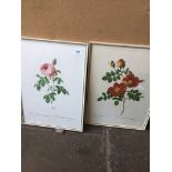 A pair of prints of roses