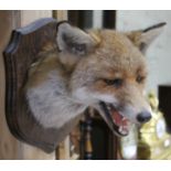 A taxidermy fox trophy head on wooden board, Dave Hilton taxidermist label verso.