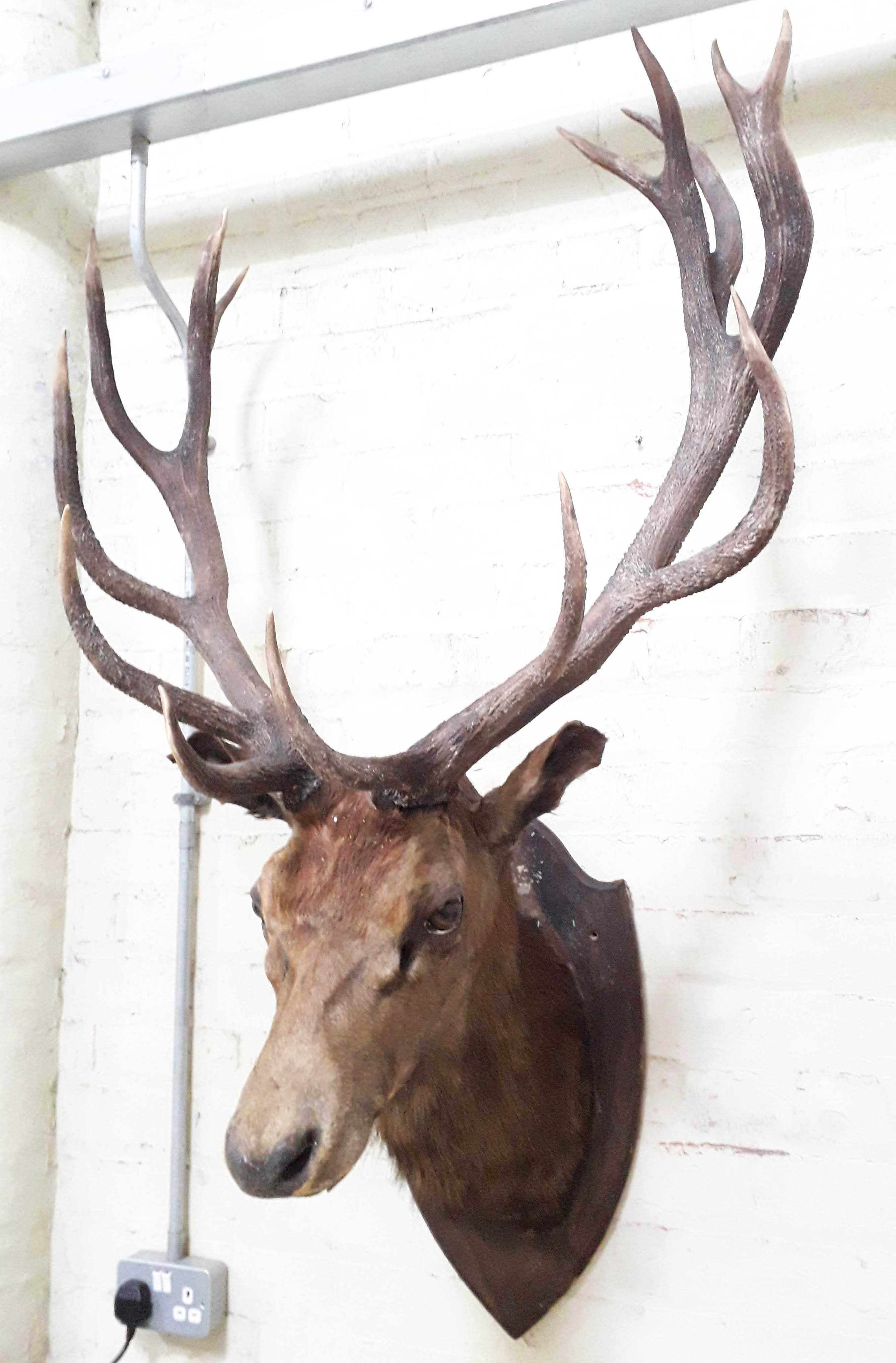 A taxidermy stags head, mounted on wooden shield, width 84cm, depth 65cm & height 137cm.