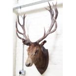 A taxidermy stags head, mounted on wooden shield, width 84cm, depth 65cm & height 137cm.