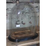 A glass dome on wooden plinth, height 44cm, length 40cm.