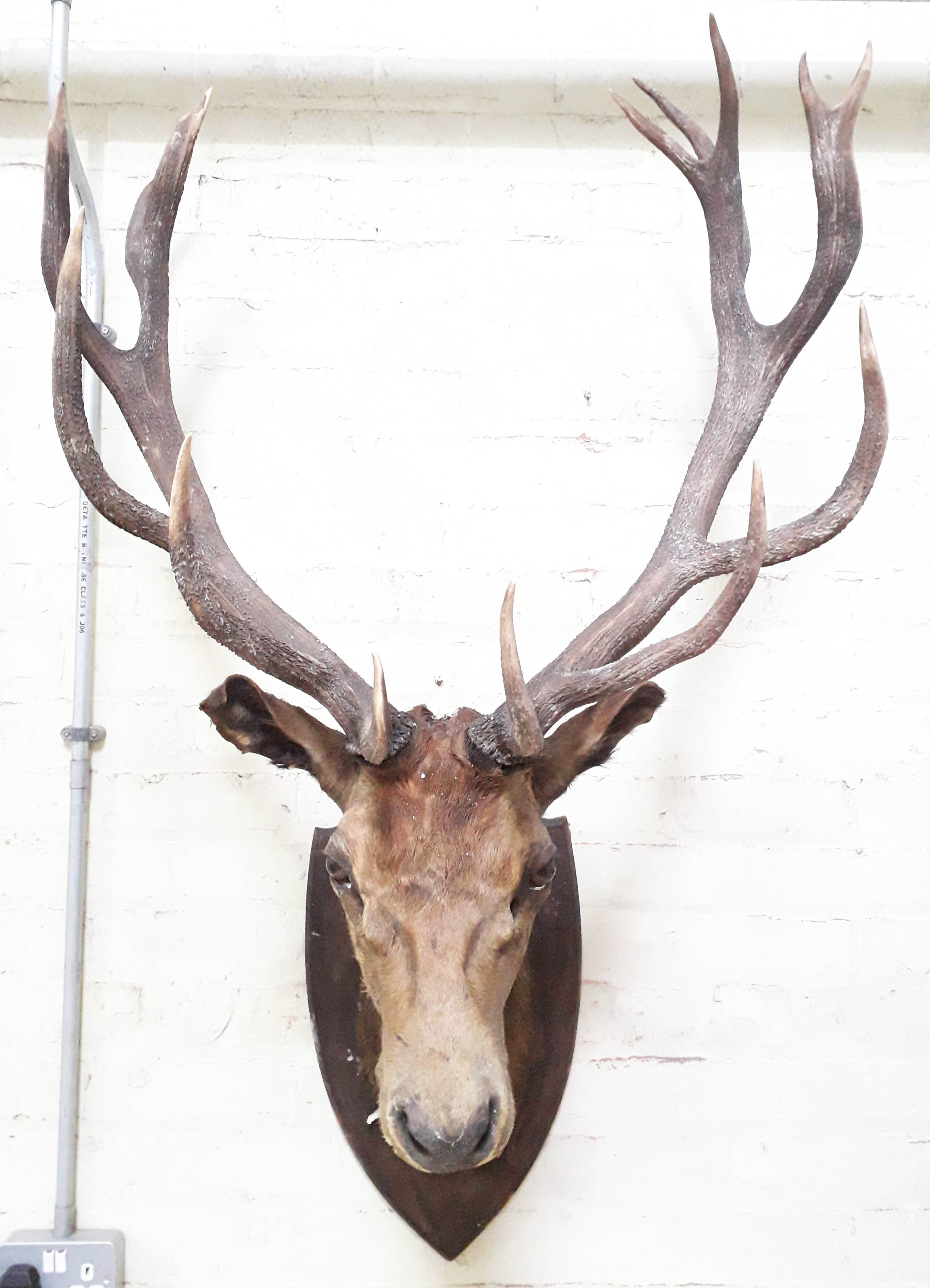 A taxidermy stags head, mounted on wooden shield, width 84cm, depth 65cm & height 137cm. - Image 2 of 2