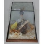 A display of taxidermy moths/butterflies in glass case, height 21cm.