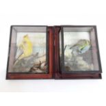 A pair of taxidermy budgies within display cases - as found.