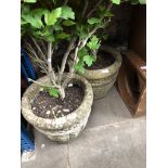 Two round stone garden pots complete with shrubs