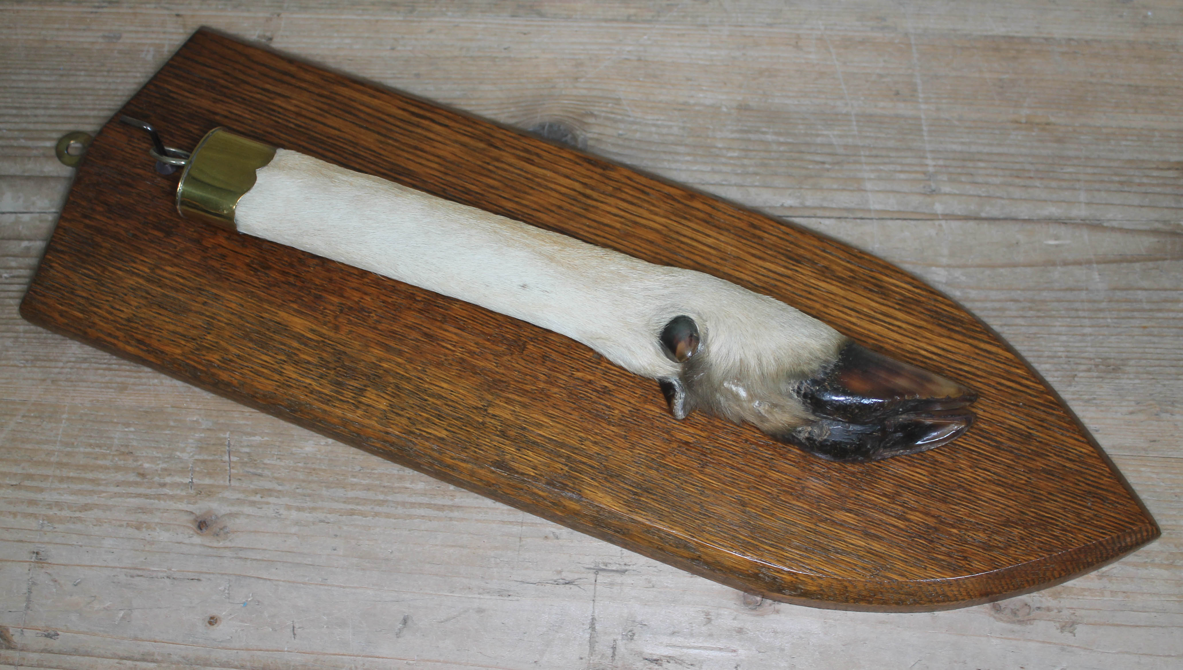 A taxidermy hoof, length 31cm, on oak shield.