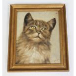 Late 19th century school, portrait of a cat, oil on board, 19.5cm x 28.5cm, indistinctly signed