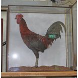 A cased taxidermy cockerel, wall mounting cabinet width 65cm, depth 24cm & height 65cm.