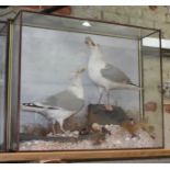 A cased taxidermy display featuring two gulls on naturalistically formed base with shells, wall