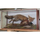 A cased Taxidermy fox with modelled with pheasant in mouth on naturalistically formed base, wall