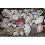 A box of shells, coral and fish bones.