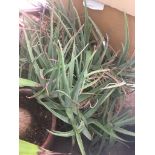 An aloe vera plant in terracotta pot