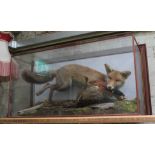 A cased Taxidermy fox with modelled with pheasant in mouth on naturalistically formed base, wall