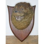 A taxidermy otter head mounted on oak shield stamped "P. Spicer & Sons Taxidermists Leamington"