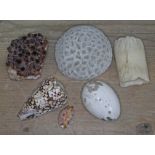 A mixed lot comprising a citrine geode, urchin/coral, shells, a pottery egg and a piece of bone.