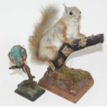 Taxidermy squirrel labelled 'Bill Cox Liverpool' and kingfisher, height 27cm & 20cm.