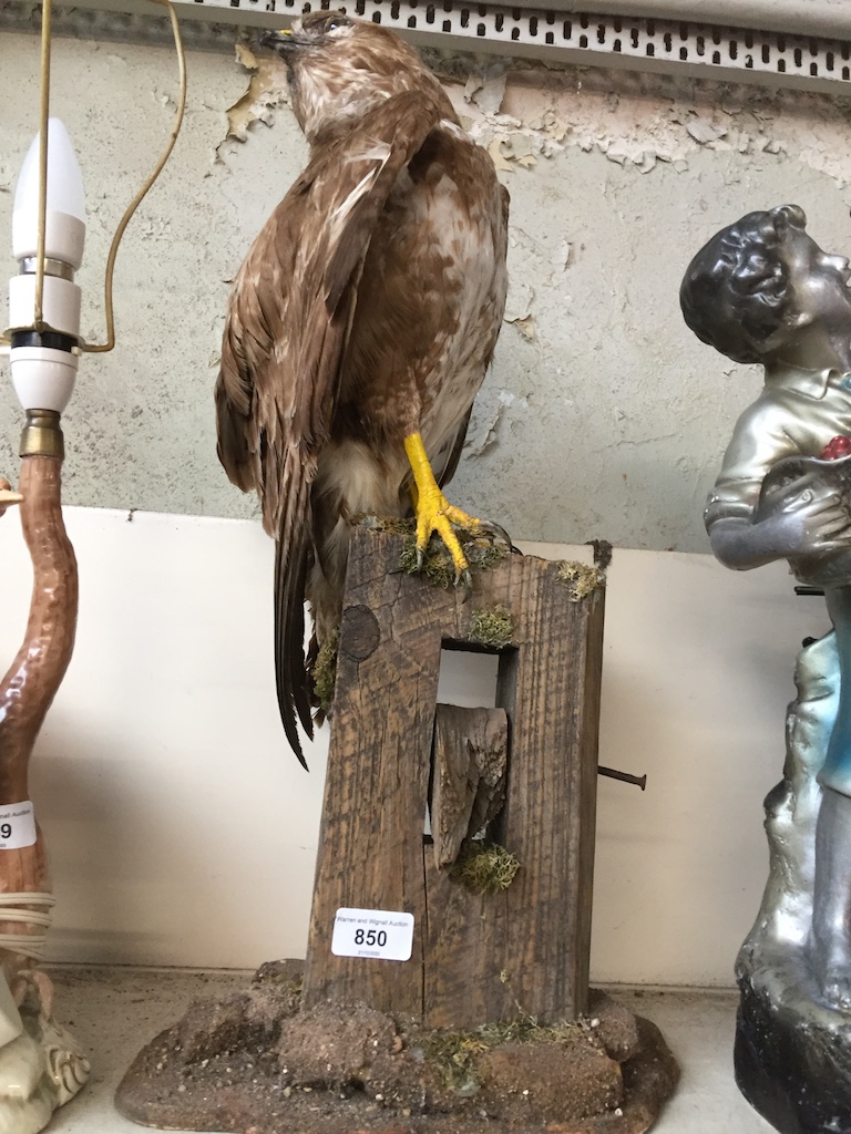 A taxidermy bird of prey - Buzzard on stand Catalogue only, live bidding available via our