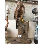 A taxidermy bird of prey - Buzzard on stand Catalogue only, live bidding available via our