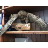 A taxidermy Tawney owl Catalogue only, live bidding available via our webiste. If you require P&P