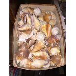 A box of conch shells. Catalogue only, live bidding available via our website, if you require P&P