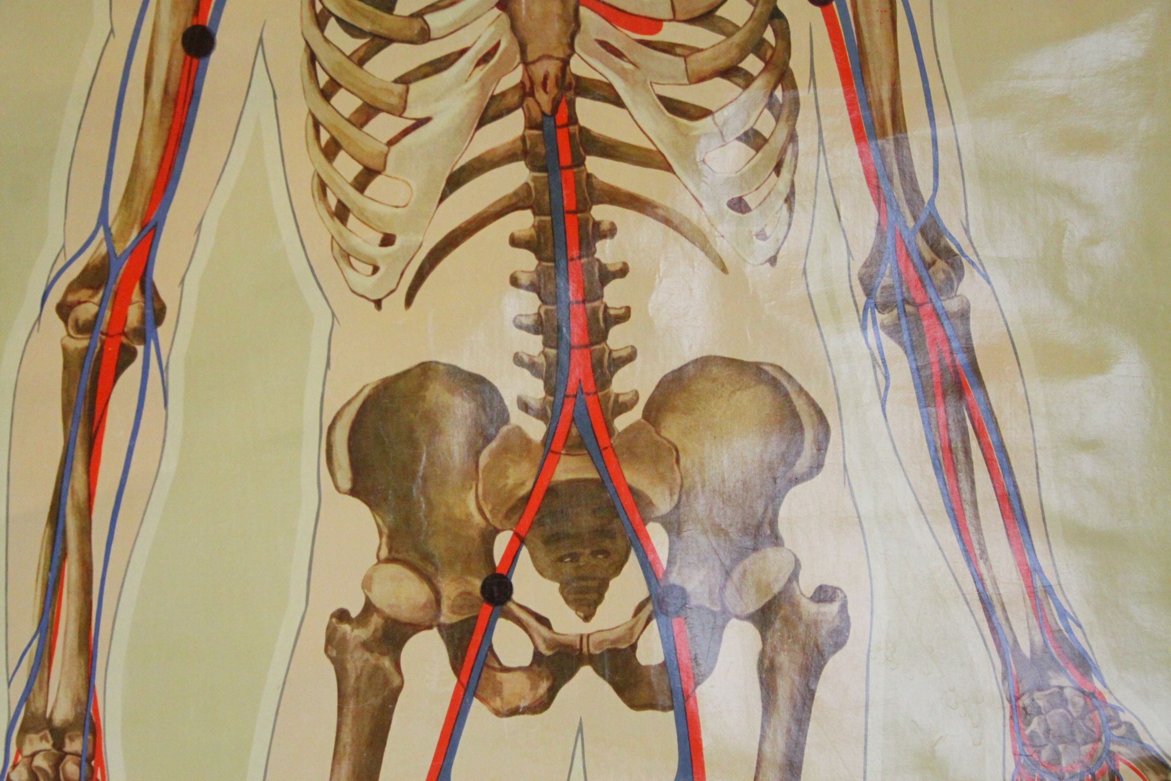 Two Adam Rouilly & Co educational posters The Human Eye and the Human ...
