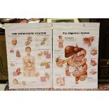 Two anatomical charts, the digestive system and the endocrine system