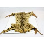Vintage civet cat taxidermy hide