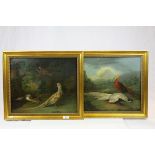 Pair of 19th Century Gilt framed Oil on canvas pictures of Pheasants & Wildfowl with Folly's to