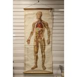 Mid 20th century Adam Rouilly & Co Ltd Anatomical Poster / Wall Chart of ' The Circulatory System ',