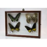 Framed & glazed set of four Taxidermy Butterflies, case approx 25 x 35.5 x 5.5cm