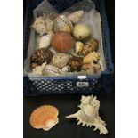 Collection of sea shells including a puffer fish etc