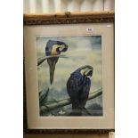 Framed oil painting study of blue MaCaws in their habitat