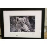 Wildlife interest P J Clark, signed print study of a cub, entitled from Little Acorns