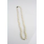Pearl necklace with two stone diamond clasp, comprising sixty-seven graduated cream pearls, pink