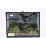 Taxidermy Male and Female Leach's Fork-Tailed Petrel Birds mounted within a glazed case in a